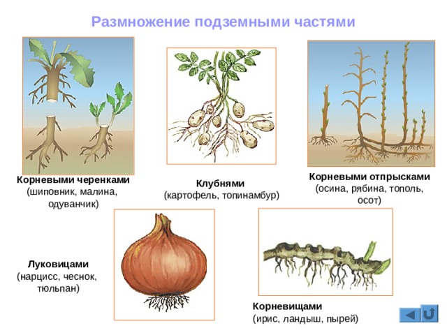 Каталог онион сайтов